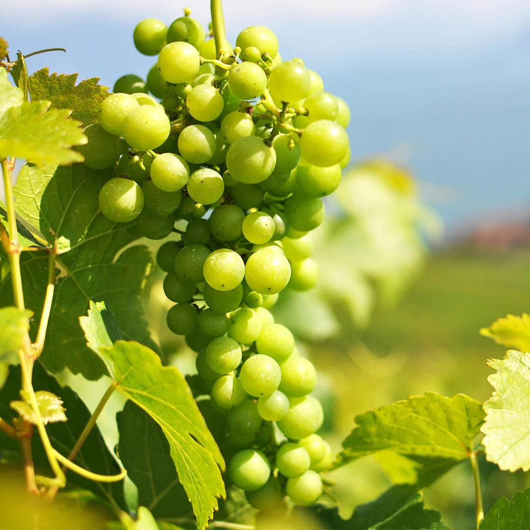 Agnès Thélin Portfolio: Francey vins