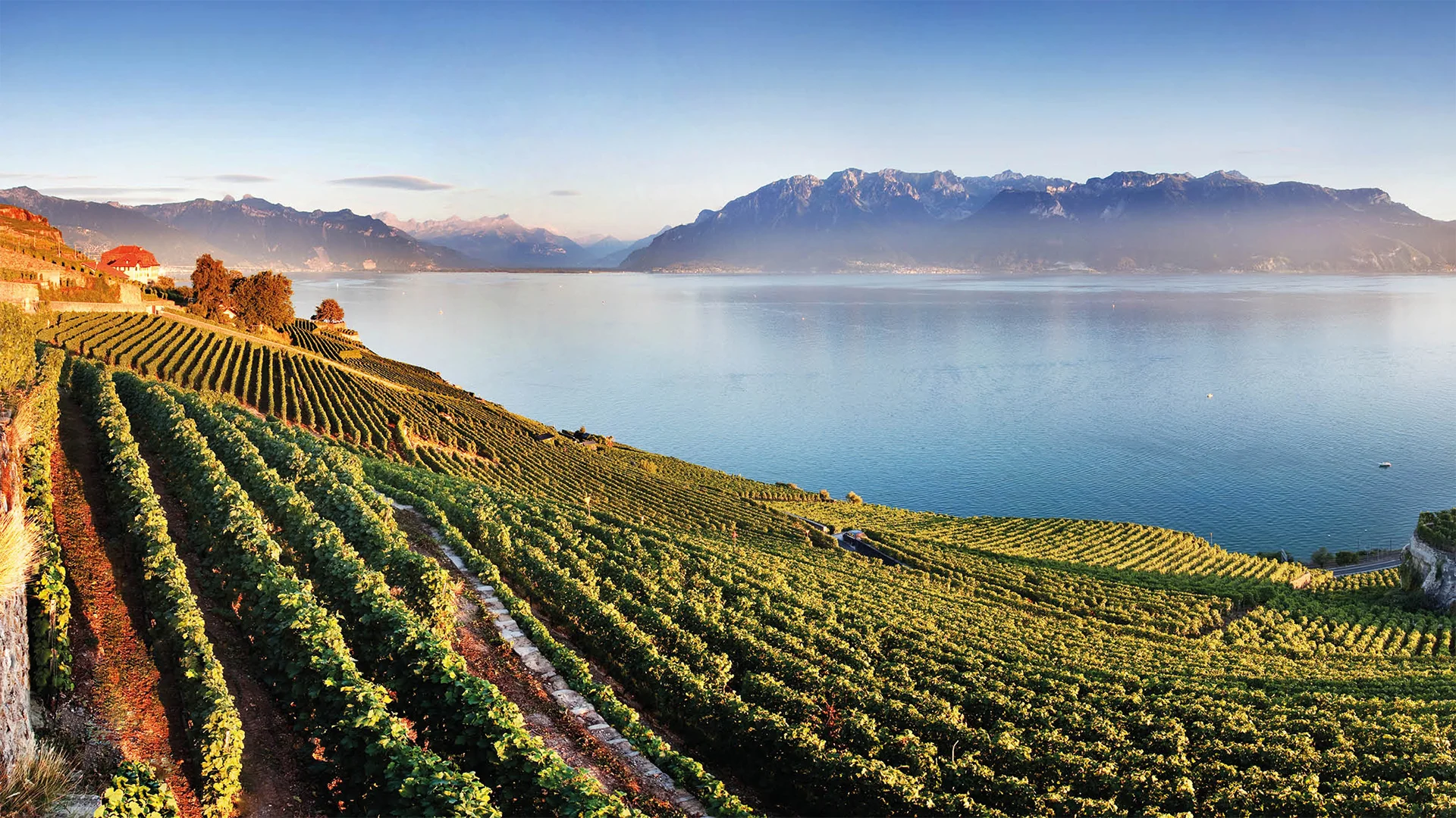 Agnès Thélin Portfolio: Francey vins